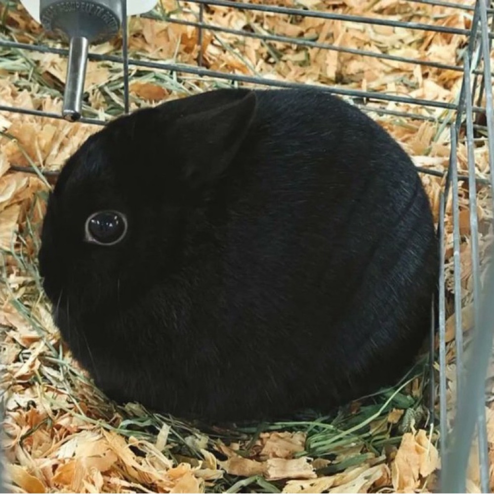 Meet your Posher, Svichix